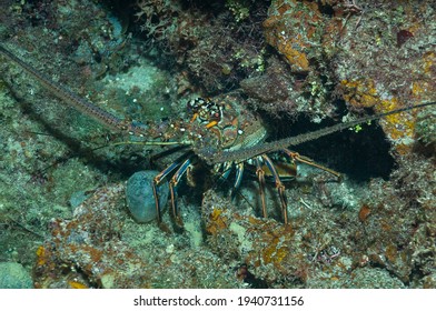 Caribbean spiny lobster (Panulirus argus) Roatan, Honduras