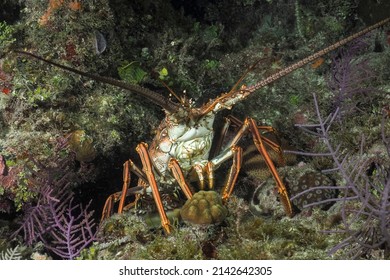 Caribbean spiny lobster (Panulirus argus) Jardines de la Reina