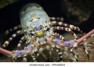 Caribbean spiny lobster (Panulirus argus). 