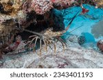 Caribbean spiny lobster in the reef