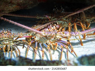 Caribbean Spiny Lobster in Caribbean Sea near Cozumel Island, Mexico