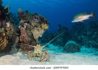 A Caribbean spiny lobster set in front of a section of coral reef with a mutton snapper swimming overhead in the pristine clear blue tropical water