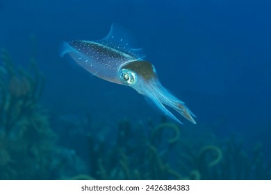 Caribbean squid swimming over a coral reef