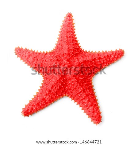 The Caribbean starfish (Oreaster reticulatus).