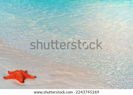 Caribbean tropical beach with a beautiful red starfish on white sand
