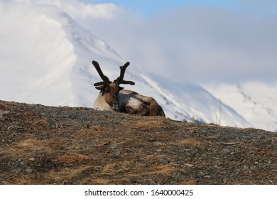 Caribou Alaska Wildlife Conservation Center