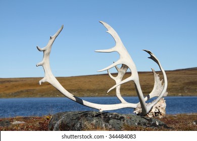 Caribou Antler Found On The Arctic Tundra