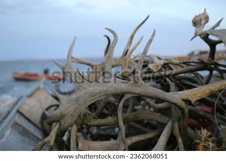 Caribou antlers on top of miscellaneous items on beach in arctic Alaska