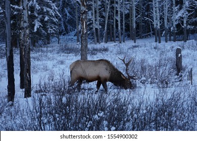 Caribou In Bow Valley Parkway Banff