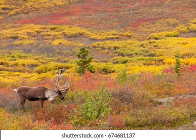 Caribou Bull in Fall Tundra