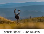 Caribou bull heading into the hills at sunset