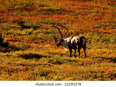 1,825 Caribou Alaska Images, Stock Photos & Vectors 