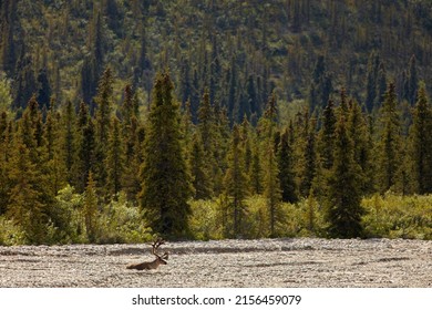 Caribou In Denali National Park