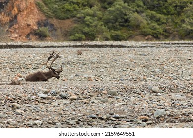 Caribou In Denali National Park