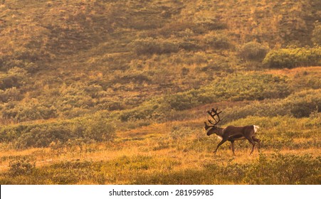 Caribou, Denali National Park