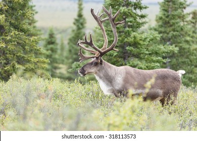 5,700 White Caribou Stock Photos, Images & Photography | Shutterstock