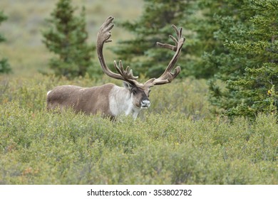 Caribou At Denali Park Alaska