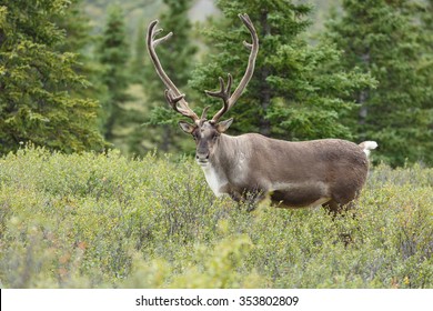 Caribou At Denali Park Alaska