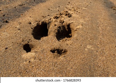 Caribou Footprints In The Sand, In The Hautes-gorges-de-la-rivière-Malbaie National Park