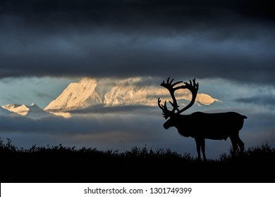 Caribou In Front Of The Denali