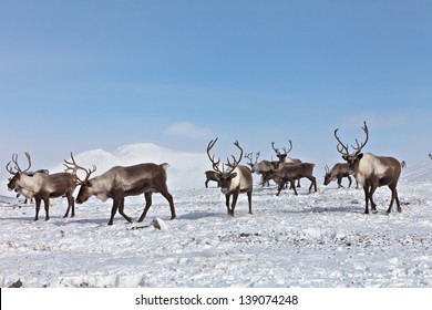 894 Caribou hoof Images, Stock Photos & Vectors | Shutterstock