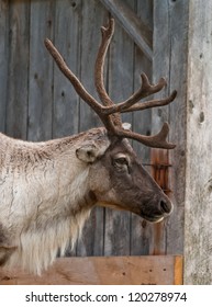 Caribou Head With Nice Antler, Close Up A