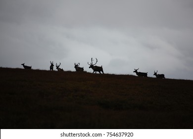 Caribou Herd In Denali National Park, Alaska