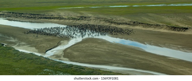 Caribou Herd, Meade River