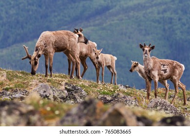 Caribou Herd On Alpine Tundra In The Yukon, Canada