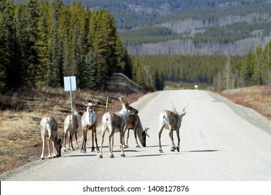 Caribou Herd On Side Of Road In Alaska USA