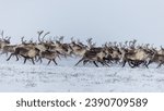 Caribou herd running in the snow