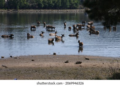 Caribou Herd Wading In Lake Water