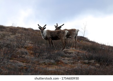 Caribou Migration In Interior Alaska