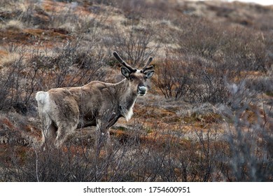 Caribou Migration In Interior Alaska