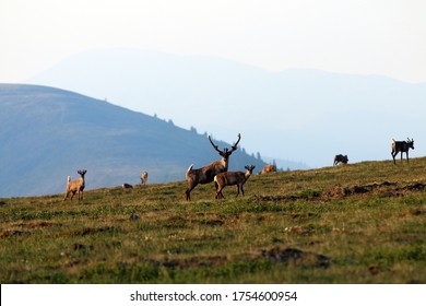 Caribou Migration In Interior Alaska