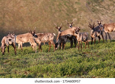 Caribou Migration In Interior Alaska