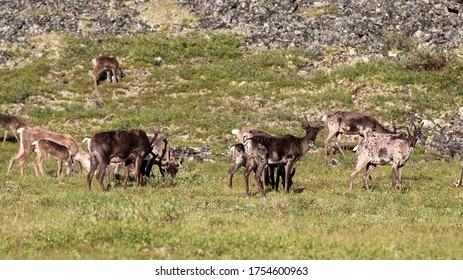 Caribou Migration In Interior Alaska