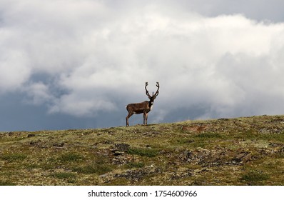 Caribou Migration In Interior Alaska