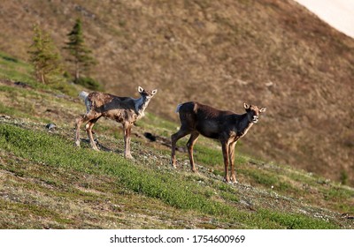 Caribou Migration In Interior Alaska