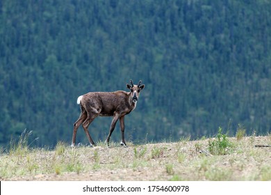 Caribou Migration In Interior Alaska