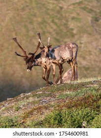 Caribou Migration In Interior Alaska