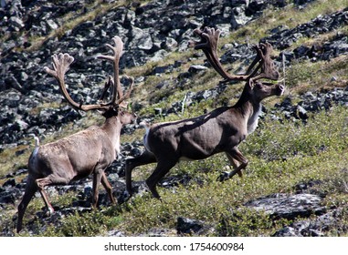 Caribou Migration In Interior Alaska