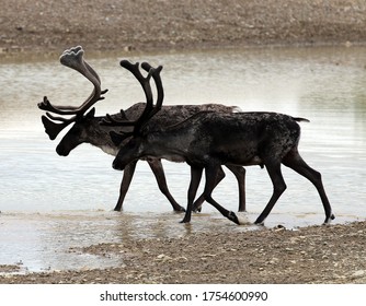 Caribou Migration In Interior Alaska