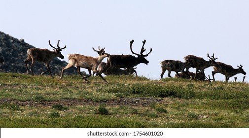 Caribou Migration In Interior Alaska