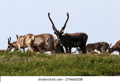 Caribou Migration In Interior Alaska