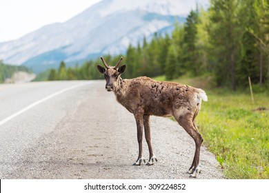 Caribou On Klondike Highway,Yukon,Canada