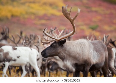 Caribou Reindeer Herd Close Up  In Autumn