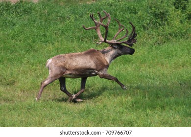 Caribou Running In Green Grassy Field