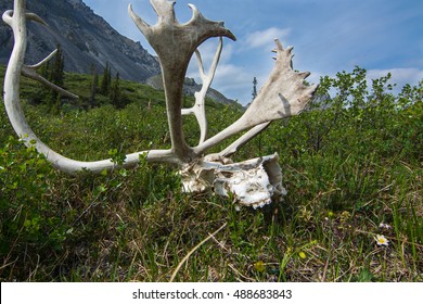 Caribou Skull And Antlers, Arctic National Wildlife Refuge, Alaska