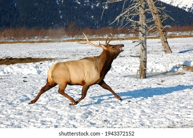 Caribou Stag Running Across Snowy Field With Tongue Out